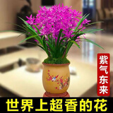 玫绚爆盆15苗 高质量 世界超香兰花 四季开花 防蚊 净化空气 紫气东来 10苗连体 带黑色软带盆土