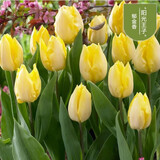 鑫意郁金香种球水培绿植土培室内花卉种子盆栽植物花种 皇家十号郁金香种球5个