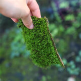 孙凯（SUNKAI）鲜活苔藓青苔藓 微景观植物盆景生态瓶diy绿植水陆缸假山盆栽盆景 大灰藓5盒
