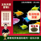 美人雾斑马鱼活鱼活体斑马鱼活体热带鱼小型观赏鱼孔雀鱼斗鱼淡水观赏鱼 五色天使套餐2