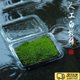 宜品达苔藓微景观青苔植物鲜活白发藓创意小盆栽雨林缸diy盆景假山装饰 新鲜（双层）一盒