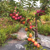 尔澜嫁接红宝石李子树苗露天庭院阳台盆栽地栽李子苗耐寒耐旱源头直发