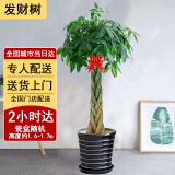 绿韵花田【两小时达】发财树金钱树散尾葵天堂鸟大型室内开业送礼好养绿植 五辫发财树