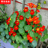 播种心情 旱金莲种子旱荷花种子垂吊室外爬藤爬墙花卉种籽阳台盆栽四季 红色旱金莲100粒