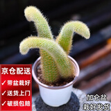 两腿跑教师节多肉植物带盆办公室桌面盆栽组合绿植花卉幼儿园盆栽 九尾狐(带盆栽好)