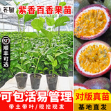 芥圃百香果苗四季黄金百香果大苗 官方旗舰 香蜜9号百香果四季结果树 紫香百香果苗 40-50cm