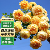 泰西丝爬藤月季花树苗浓香型盆栽黄金庆典小苗约20cm1棵不含盆 源头直发