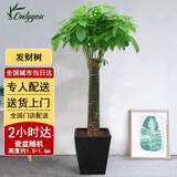Only you【2小时达】发财树大型盆栽绿植花卉室内客厅办公室开业乔迁送礼 单杠发财树