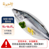 卖鱼七郎青岛海捕大鲅鱼整条15.5-16.5斤冷冻马鲛鱼年货送礼鱼类源头直发