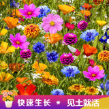 播种心情室外庭院花卉组合种子多年生四季阳台种子花籽孑 庭院花卉组合种子1000粒