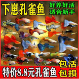 纯种精品大孔雀鱼观赏鱼热带鱼母鱼小型繁殖凤尾孕淡水 随机孔雀 15【10 条送 5 条备】