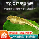 冷水清洁鱼清理鱼缸青苔褐藻清道夫吸鳅琵琶鱼吃鱼粪除藻工具鱼 6-7cm双吸盘吸鳅2条 除藻吃青苔