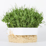 寿禾 豆种子豌豆苗秋冬季菜芽菜种籽蔬菜四季绿豆菜籽 豌豆种子 500g