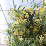 慕尔森慕尔森风车茉莉爬藤植物花卉盆栽银丝茉莉庭院室外四季常青耐寒 【黄色】风车茉莉40-60厘米高 原土发货