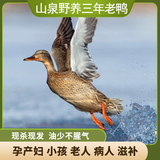 怡博士三年山泉野养老鸭粮食散养老鸭麻鸭黄鸭农家老鸭 一只两年老母鸭(2斤左右)