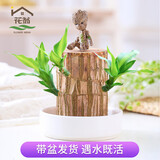 花翁巴西木格鲁特水养幸运木水培盆栽办公室内阳台花卉绿植物源头直发