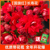 爱你一万年长寿花盆栽带花苞金狐狸四季开花易活好养室内绿植花卉多肉植物 【国旗红】长寿花（原土盆）