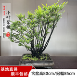 卓美御庭小叶紫檀盆景名贵精品盆栽新年礼物老桩室内造型绿植摆件台湾真树 小叶紫檀11号