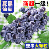 皓谦云南夏黑葡萄5斤新鲜应当季无籽葡萄黑加仑提子孕妇水果整箱 无籽夏黑 1斤