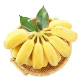 果佳玖广西小米蕉新鲜现砍青果小香蕉（需催熟）生鲜水果特产 苹果蕉2斤（买2份合发5斤）