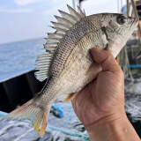 潮海堂海鲷鱼黄翅鱼鲜活三去冷冻黄脚立海鲜海鱼水产400g/袋聚餐送礼 三袋黄翅鱼400-450g/袋9-12条