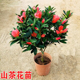 语安香妃山茶花苗盆栽五色赤丹花卉植物室内好养杜鹃茶花树苗四季开花 山茶花花苗 5年茶花苗当年开花