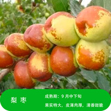 大枣树苗特大红枣树苗枣树活苗冬枣苗南北方种植果树苗当年结果 梨枣树苗6年苗【当年结果】 4年枣树苗明年结果