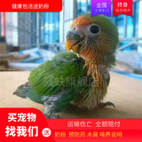 豪蚨 小太阳手养宠物鸟亲人可上手宠物活物牡丹鹦鹉活体鸟说话鸟和尚 爱情鸟半毛1只