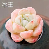 多肉植物自选套餐系列组合搭配花卉盆栽绿植精品多肉新手入门 冰玉2-3厘米 送盆土