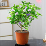 莺歌燕舞茉莉花盆栽带花苞室内花卉观花植物四季好养开花香水茉莉非洲茉莉
