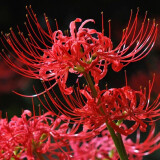 绿植彼岸花种子曼珠沙华盆栽彼岸花种球石蒜花室内四季种花卉 厙-曼珠沙华 5个彼岸花种球+盆+肥+生根粉