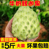 素月台湾牛奶释迦果5斤新鲜水果番荔枝释迦果 生鲜水果 精选大果2.5KG 果农精选 5斤中果【老树果】单果200g起