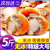 特大号扇贝肉新鲜冷冻带黄大扇贝粉丝扇贝黄蚬子鲜活商用海鲜红贝 一斤大号扇贝肉