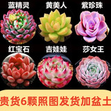 多肉组合盆栽阳台盆栽喜阳植物新手福利按图发货品种花卉好养 B款6种加盆土