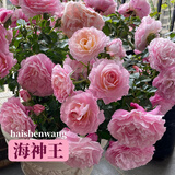 京云梦欧月海神王花卉盆栽蔷薇月季阳台四季海神王加仑盆源头直发