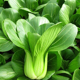 皓谦上海青小油菜新鲜蔬菜小青菜绿叶菜小白菜 农家自种蔬菜类小青菜 3斤