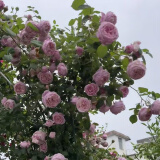 飞沭月季花苗爬藤月季花浓香大花藤本植物花卉盆栽阳台庭院地栽蔷薇花 自由精神 中苗 【60厘米-70厘米】