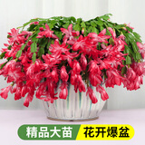 花翁新品蟹爪兰盆栽绿植花卉 红舞裙50-60颗+仿木桶盆源头直发