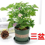 驱蚊虫植物 驱蚊草 室内防蚊香草绿植花卉香叶天竺葵 懒人盆栽花卉 驱蚊草3盆 不含盆