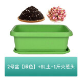 种菜记 四川火葱头种子四季小香葱种头葱种籽火葱红头葱种子苗阳台盆栽 2号种植盆【绿色】+8L土+1斤葱头
