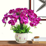 御卉阁蝴蝶兰盆栽室内观花植物客厅阳台带盆栽好花卉四季好养易活绿植 红红火火+透明原盆+原土