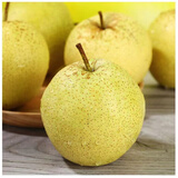 正宗雪花梨  河北冰糖雪梨 现货速发 现摘现发新鲜梨子，适合炖煮 净重9斤 大果（单果300克以上