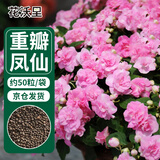 花沃里重瓣凤仙花种子茶花驱蛇花种子蛇灭门家庭盆栽阳台学校种约50粒