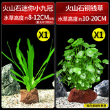 疯狂水草铜钱草鱼缸水草植物直接入缸水生植物火山石小九冠 源头直发包邮