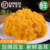 新鲜黄金耳菌刺身级别【顺丰空运】云南特产精选山珍生鲜冷链发货 精品金耳菌（可刺身）顺丰空运 500g