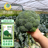 凤鸣雅世西兰花种子绿青花菜四季阳台大棚西蓝花种籽美雅西蓝花种子200粒