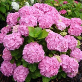 绣球花苗带花苞老桩盆栽花卉植物室内花庭院四季长开 粉色 3年苗当年开花