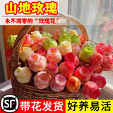 爱你一万年夏季多肉山地玫瑰水蜜桃酒杯粉耶罗鸡蛋翡翠球花绿多肉植物盆栽 【一盆】山地玫瑰单头2-3cm1颗