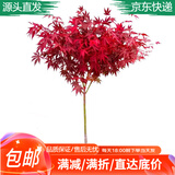 萌肉居 红枫树苗盆栽庭院地栽彩色绿化苗木行道树/中苗约2CM粗源头直发