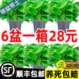 福尚来绿萝盆栽花卉植物室内吸除甲醛净化空气长藤垂吊兰大绿箩水培绿植 120#水冰蓝吸水6盆装+4包肥